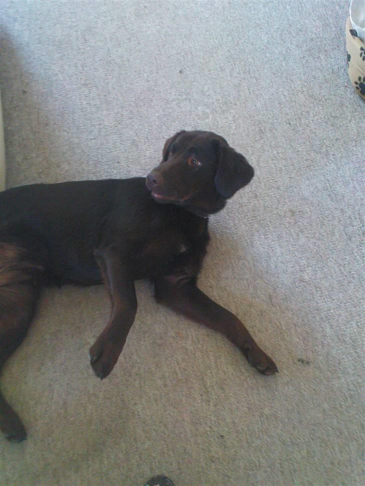 Labrador retriever Tanni<3 billede 14