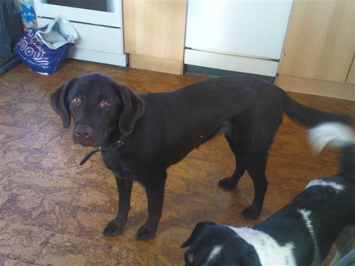 Labrador retriever Tanni<3 billede 16