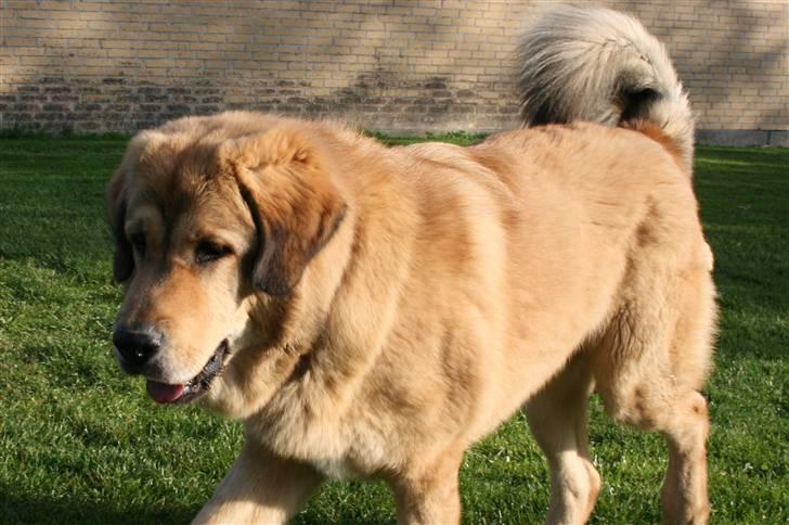 Tibetansk mastiff Monty - R.I.P. - Kommer nuuu...... billede 17