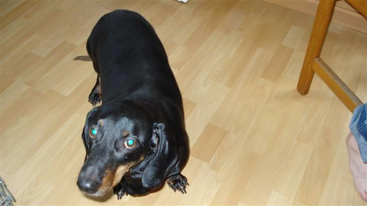 Gravhund Vappe billede 1