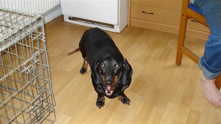 Gravhund Vappe billede 2