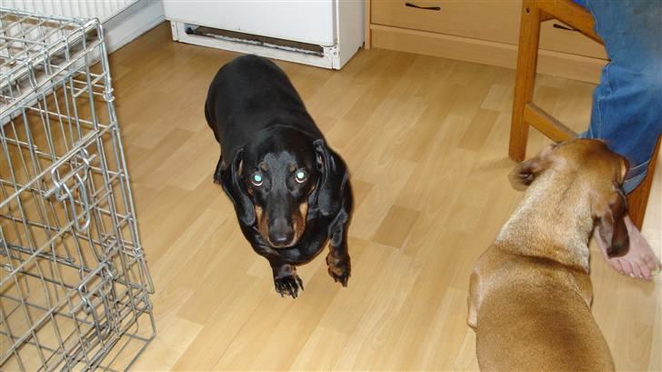 Gravhund Vappe billede 3