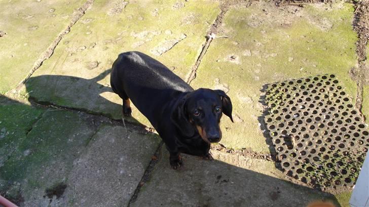 Gravhund Vappe billede 4