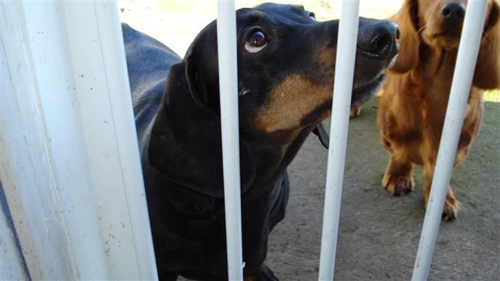 Gravhund Vappe billede 5