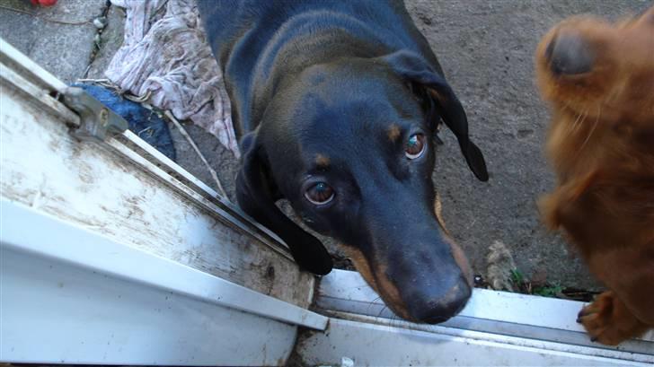 Gravhund Vappe billede 6