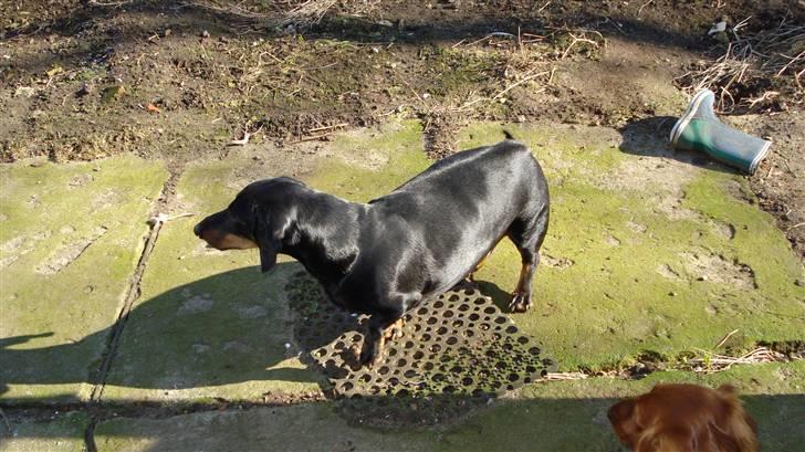 Gravhund Vappe billede 7