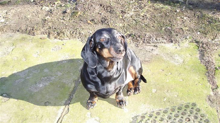 Gravhund Vappe billede 8