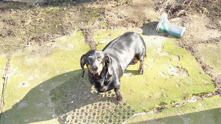 Gravhund Vappe billede 9