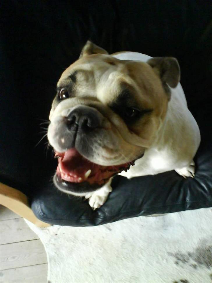 Engelsk bulldog INZO - HaaaaaaaRj :P billede 5