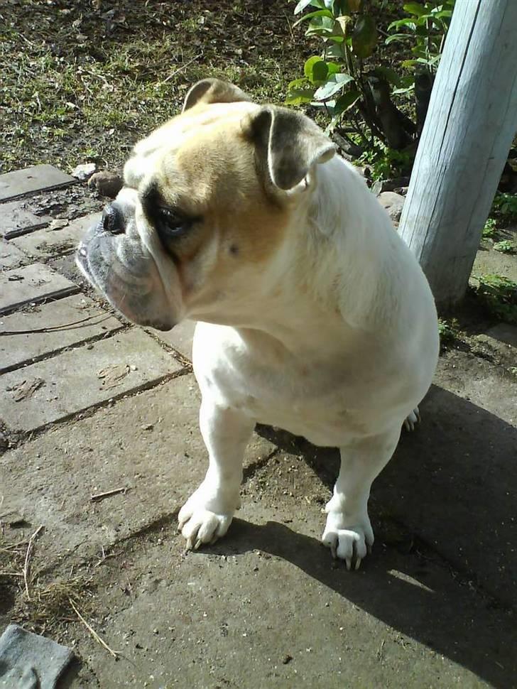 Engelsk bulldog INZO - Nyder den førdte rigtige forårssol :) billede 6