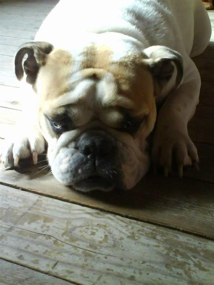 Engelsk bulldog INZO - Kan man nu ikk engang få lov a sove i fred!!??? billede 7