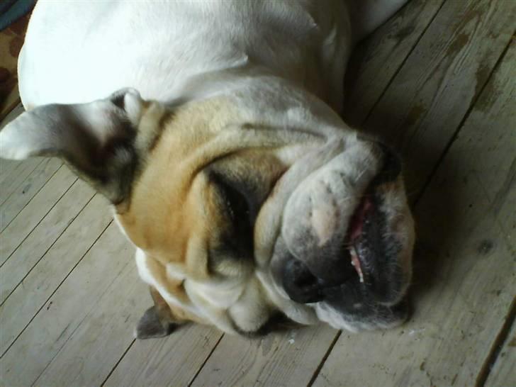 Engelsk bulldog INZO billede 8