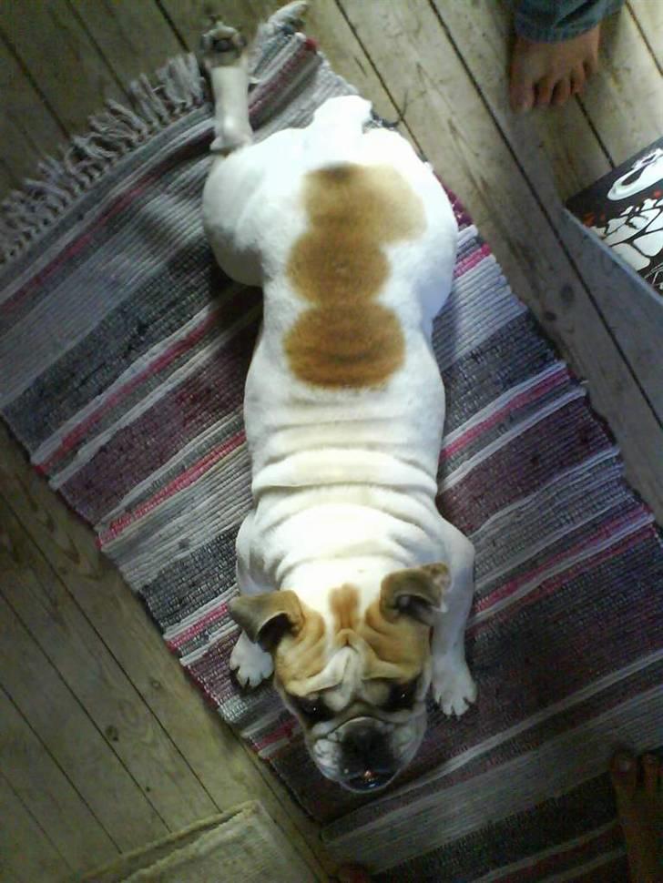 Engelsk bulldog INZO - Tigge tigge tigge :D billede 9