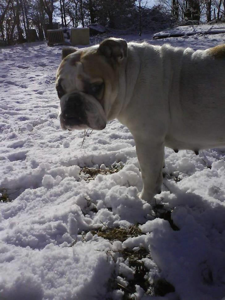 Engelsk bulldog INZO - HADER sne!! Dèt BVADR! billede 10
