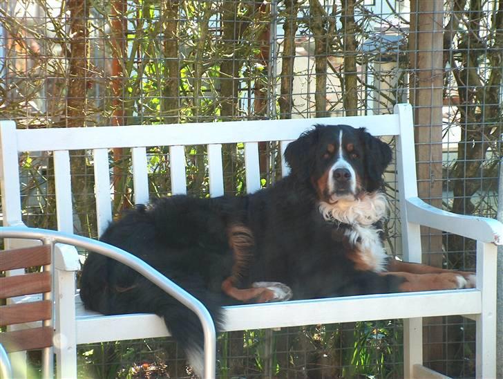 Berner sennenhund Malou - Malou´s bænk billede 14