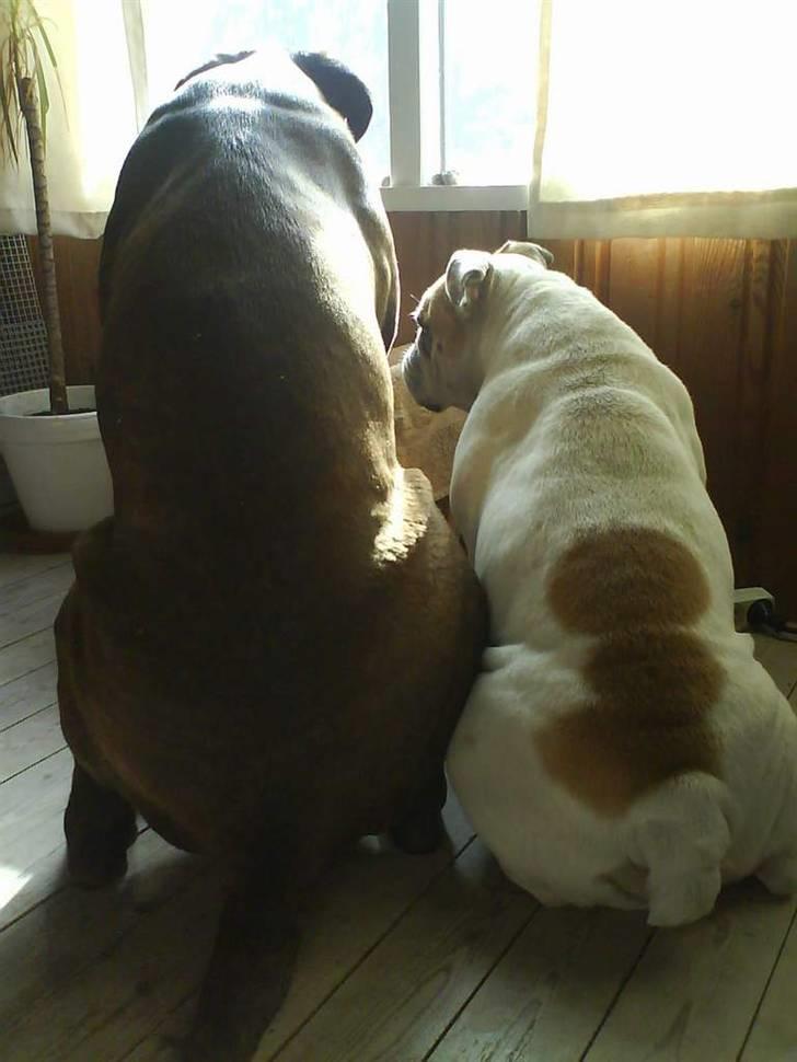 Engelsk bulldog INZO - på udkig efter far med Demos :) billede 11