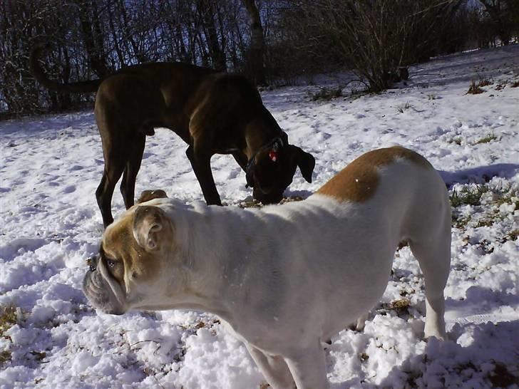 Engelsk bulldog INZO - Årets første sne, i haven med Demos billede 12