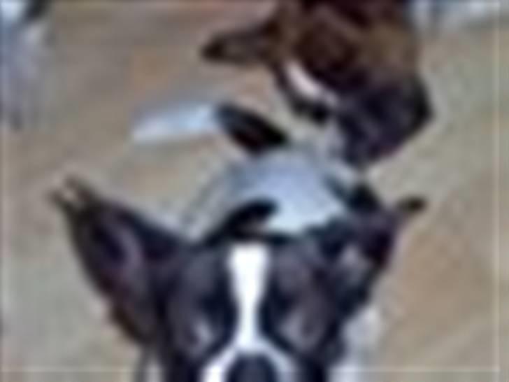 Blanding af racer Daisy - Se mig, se mig!! Jeg vil gerne have en godbid mor!! billede 2