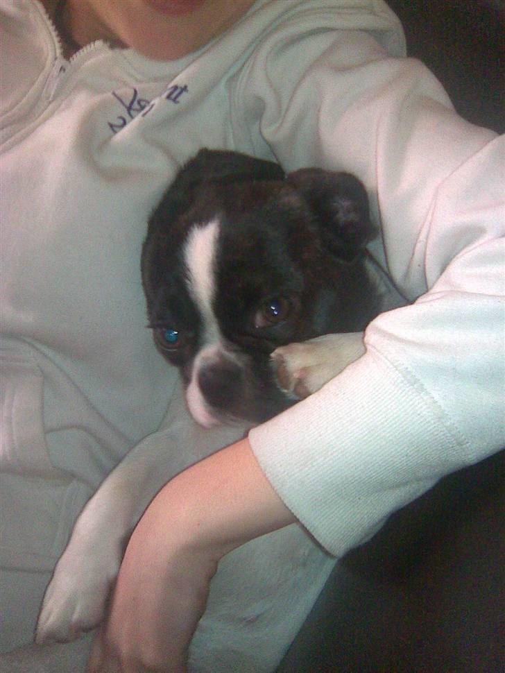 Blanding af racer Daisy - Mor og Daisy putter:) billede 3