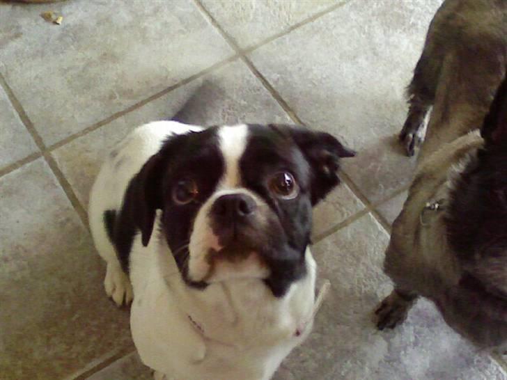 Blanding af racer Daisy - Jeg kun altså godt tænke mig en godbid! billede 4