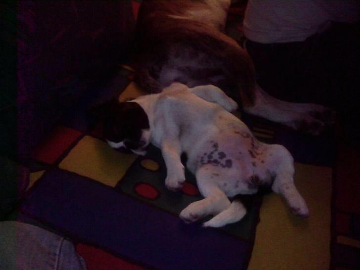 Blanding af racer Daisy - Daisy Chiller:) billede 5