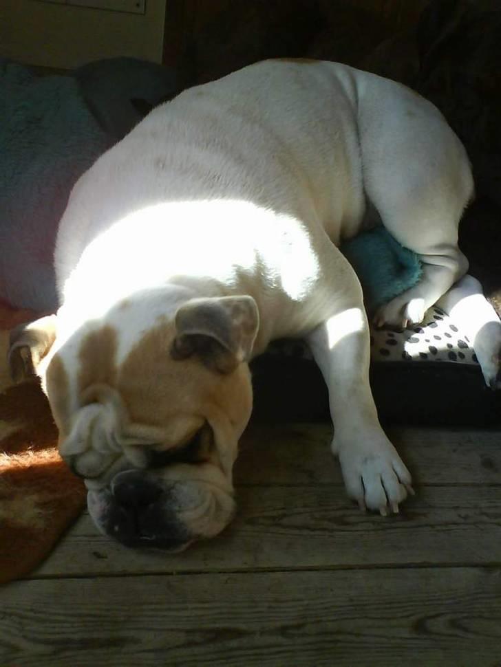 Engelsk bulldog INZO - ZZzzzZZZ billede 13