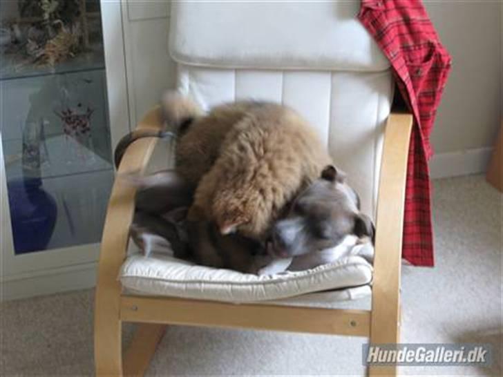 Amerikansk staffordshire terrier Afroditte - ditte bliver tævet af "DRÆBER EURASIAEN"XD billede 13