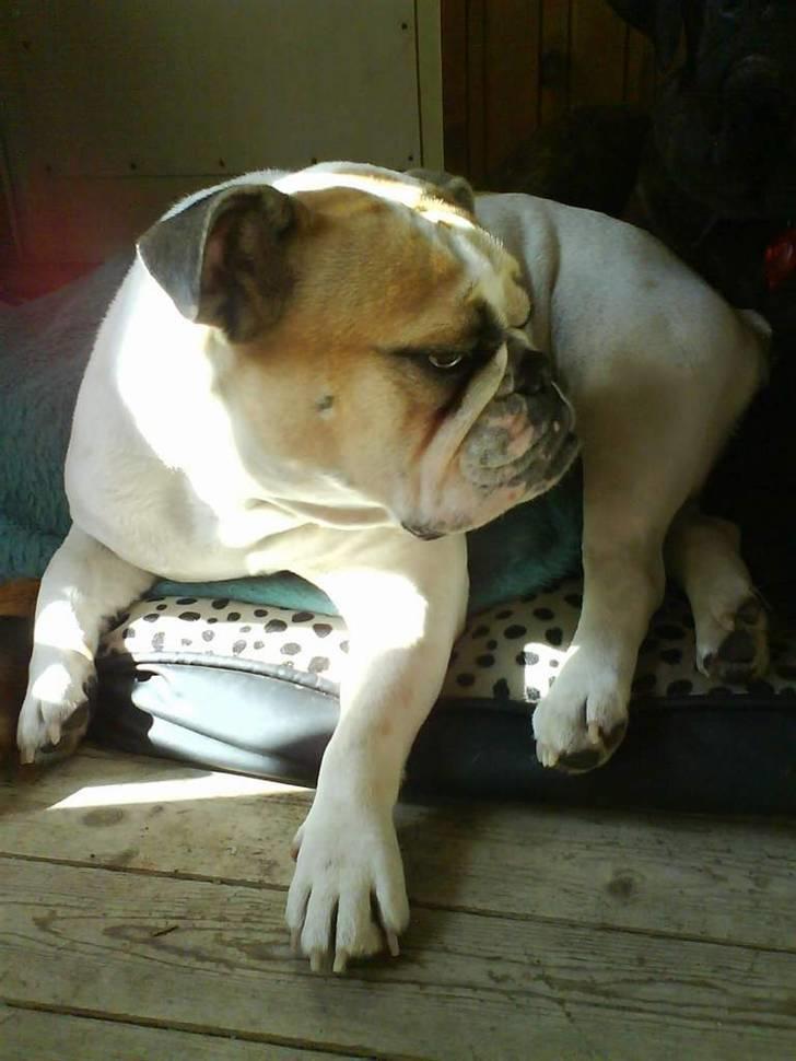 Engelsk bulldog INZO - Der røg freden, vækket igen! billede 14