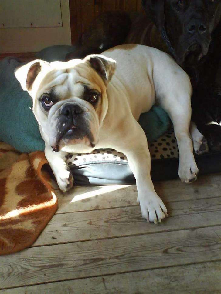 Engelsk bulldog INZO - Godbid???!! :P billede 15