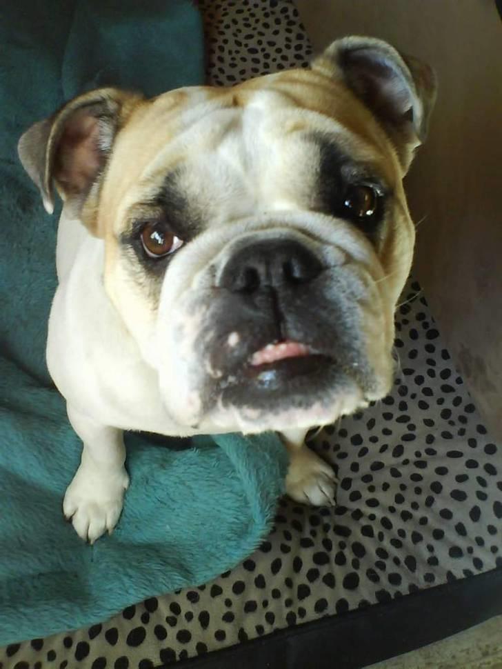 Engelsk bulldog INZO billede 16