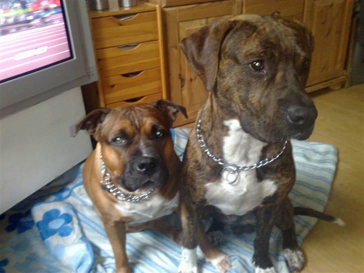 Staffordshire bull terrier Dora (ikk min mere) billede 8