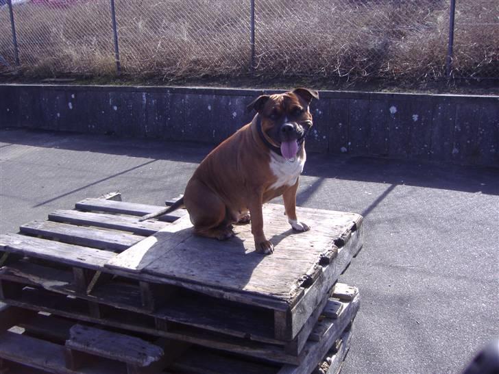 Staffordshire bull terrier Dora (ikk min mere) billede 10
