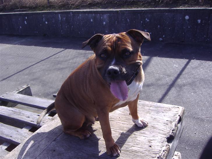 Staffordshire bull terrier Dora (ikk min mere) billede 11