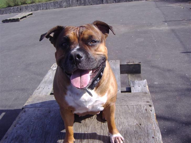 Staffordshire bull terrier Dora (ikk min mere) billede 12