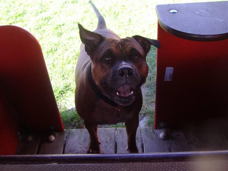 Staffordshire bull terrier Dora (ikk min mere) billede 13