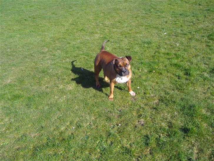 Staffordshire bull terrier Dora (ikk min mere) billede 15