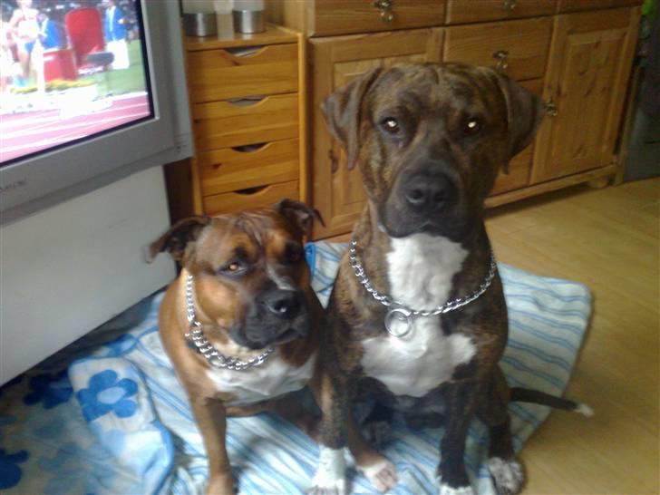 Staffordshire bull terrier Dora (ikk min mere) billede 16