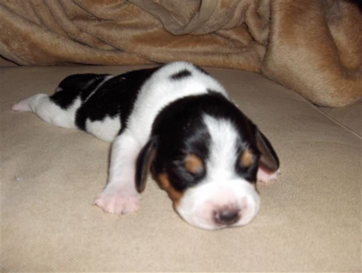 Blanding af racer Buller - 2 dage gammel :P billede 1