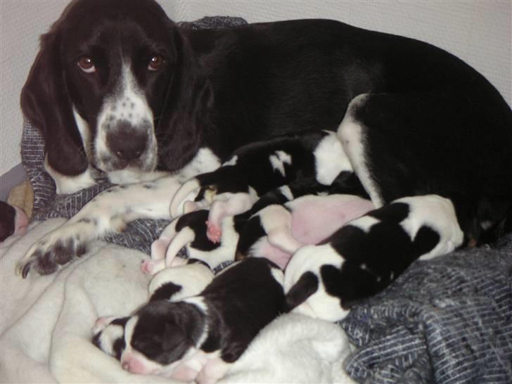 Blanding af racer Buller billede 2