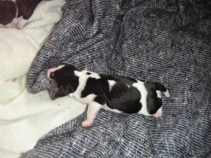 Blanding af racer Buller billede 3