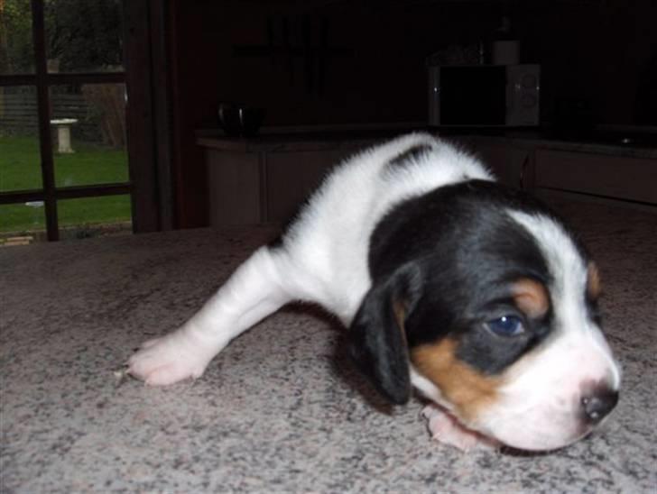 Blanding af racer Buller - en uge gammel :) billede 4