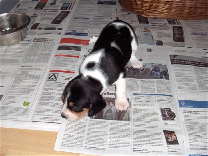 Blanding af racer Buller - 23 dage gammel  billede 5