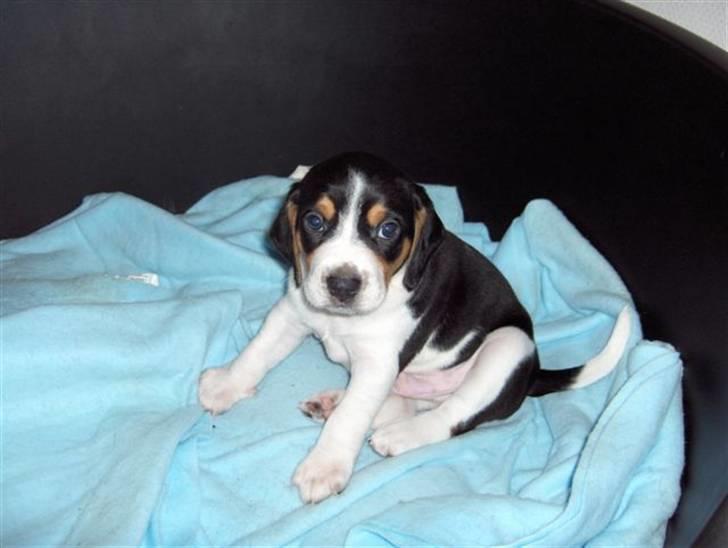 Blanding af racer Buller - 4 uger :P billede 6