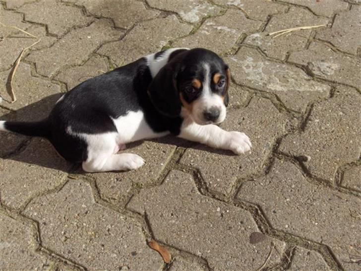 Blanding af racer Buller - 5 uger.. billede 7