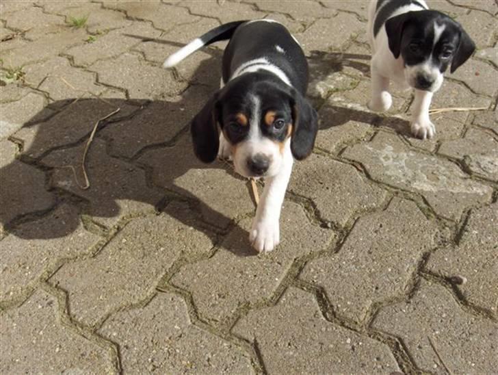 Blanding af racer Buller - 5 uger :D billede 8