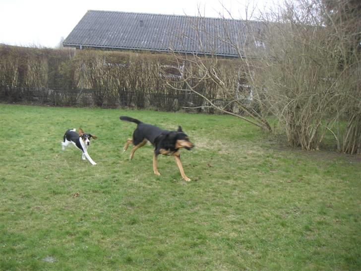 Blanding af racer Buller - Hvad gik der galt for bullers ører? xD billede 9