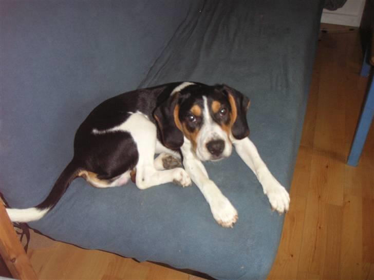 Blanding af racer Buller billede 10