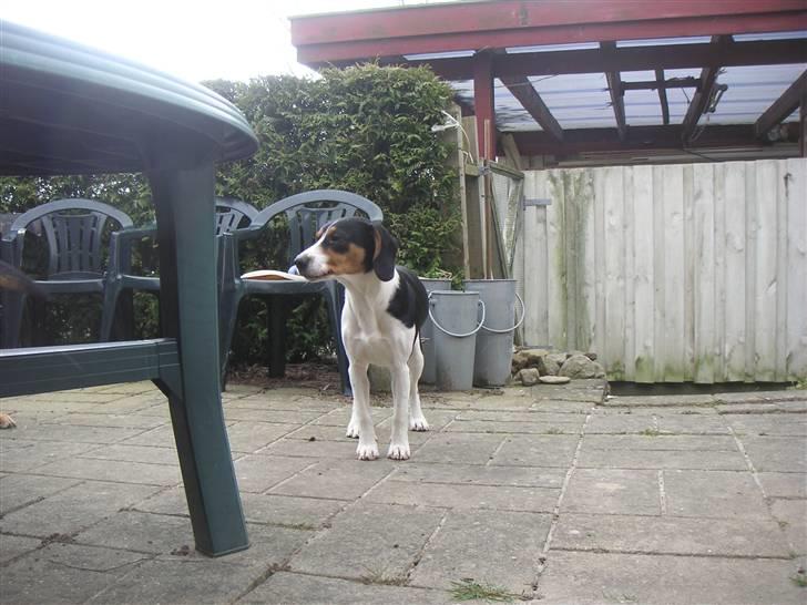 Blanding af racer Buller billede 11