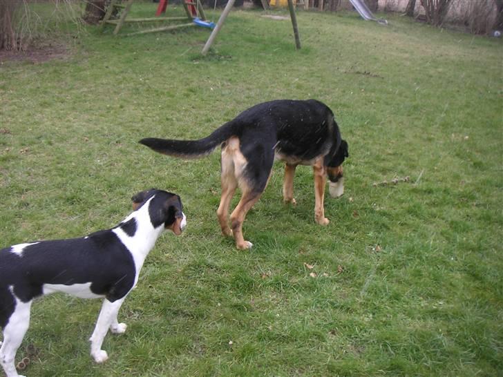 Blanding af racer Buller - Ejjj.. hvor er det snyd, at han har kødbenet!! billede 12