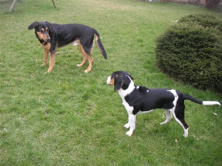 Blanding af racer Buller billede 13